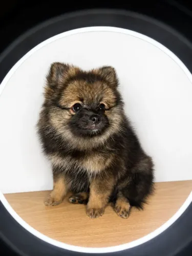 Spitz Alemão Fêmea Lulu da Pomerânia Disponível 