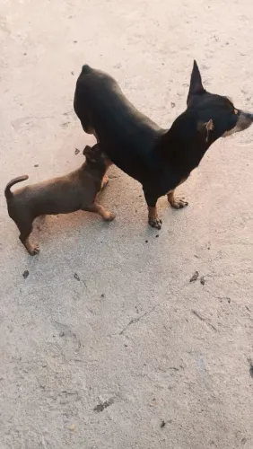 Três cachorro pinscher pra venda