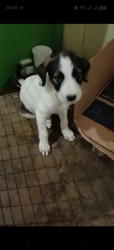 Doa-se uma cachorrinha 