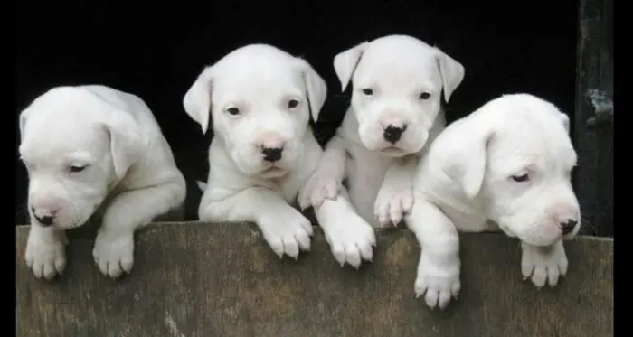 Dogo Argentino Filhotes