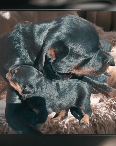 FILHOTES DE ROTTWEILER DISPONÍVEIS COM ÓTIMA GENÉTICA 