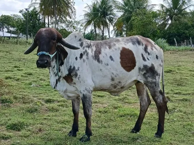 uma vaca da raca gir po