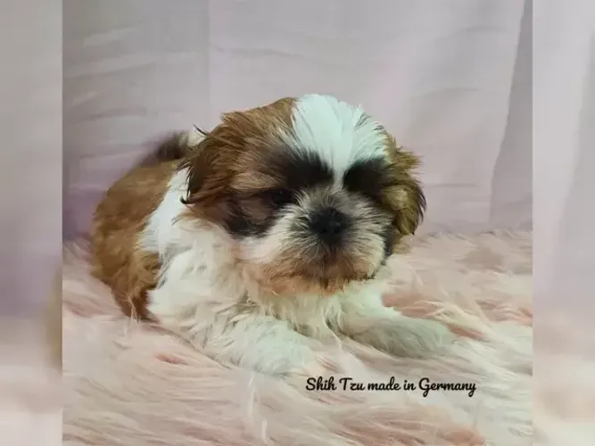 Bebezinho Shih tzu/ shihtzu pelagem macia e temperamento doce