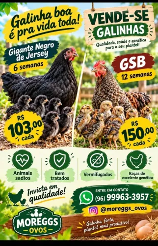 Moreggs Ovos e Galinhas