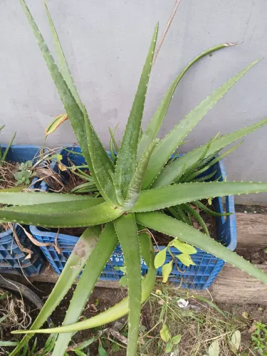 Aloe vera/babosa/ mudas