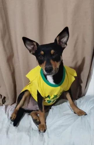 Doa- se cachorro porte pequeno
