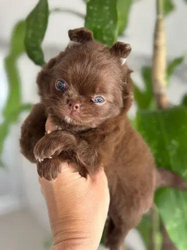 Chihuahua Pelo Longo!! Perfeito Machinho.