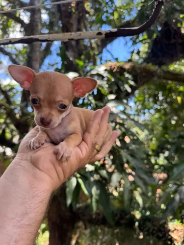 Miniatura de Pinscher macho venda com pedigree
