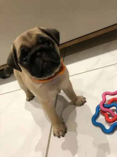 Pug O amigo de quatro patas que você estava procurando