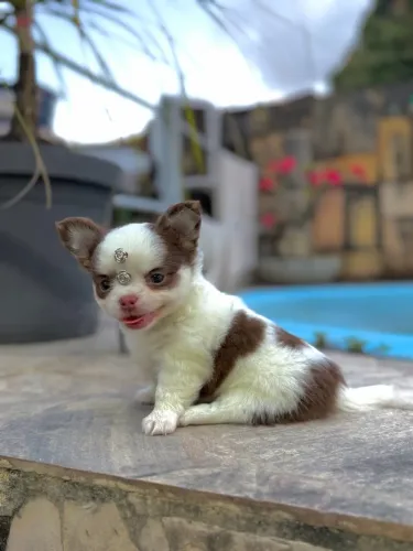 Chihuahua Pelo Longo Fêmea 