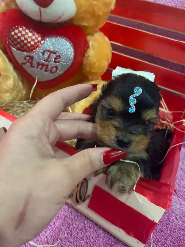 Yorkshire Terrier mini filhotes