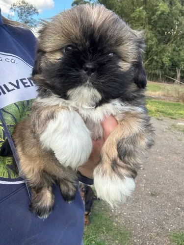 Shih tzu machos filhotes 