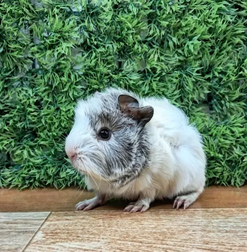 Porquinho da india