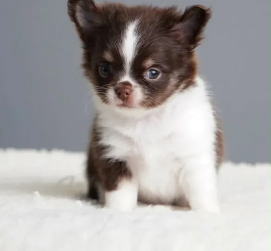 Chihuahua pelo curto e longo