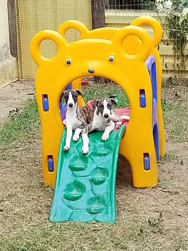 Whippet