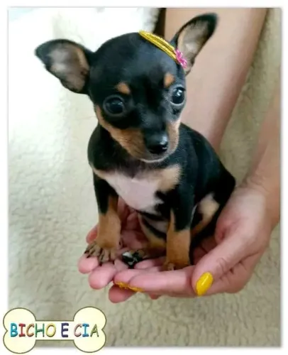 Pinscher Miniatura fêmea 15 cm adulta alt máxima 