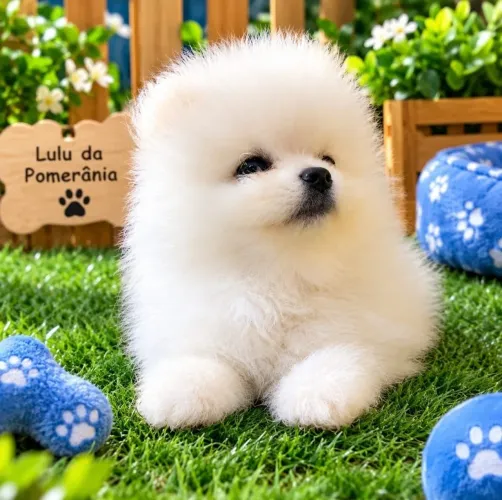 Lulu da Pomerânia Spitz Alemão ? Lindos e Saudáveis