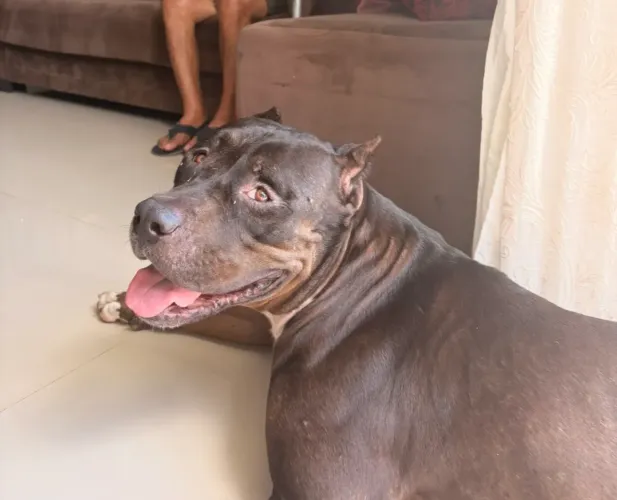 PIT MONSTER