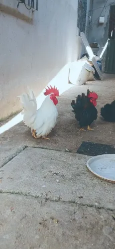 Galo e galinha jambo Nagasaki 