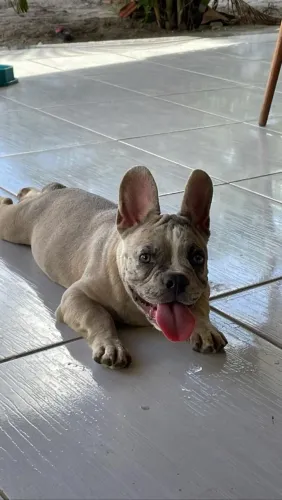 BULDOGUE FRANCÊS PARA CRUZAR