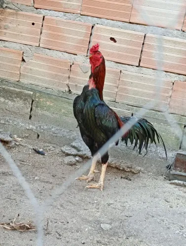 Galo francês