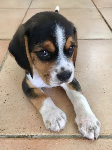 Beagle Esse dog tem o dom de transformar tristeza em alegria