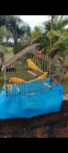 Disponível