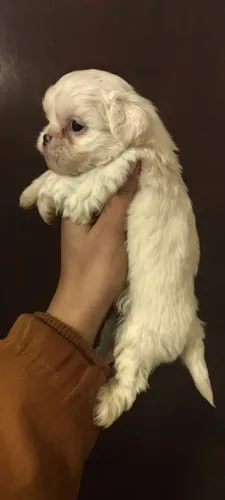Shih Tzu filhote