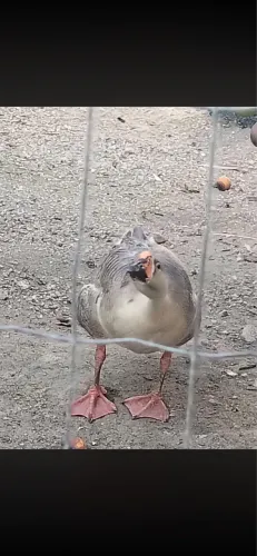 Vendo ganso macho 