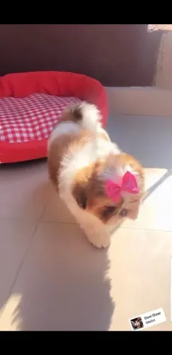 Femea shih tzu venda particular 