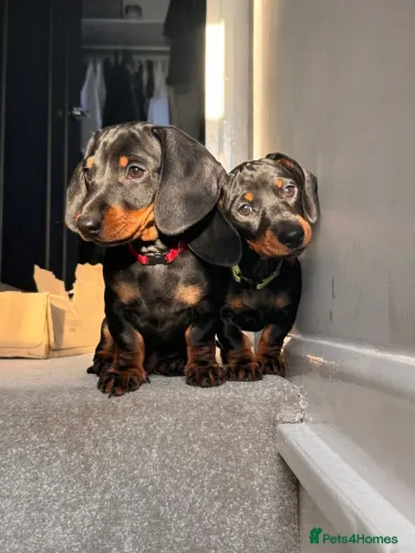 Filhote de cachorro dachshund/teckel/basset/salsicha/cofap dócil ativo