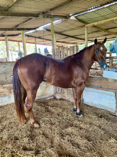 Cavalo Quarto de Milha PO Registrado 