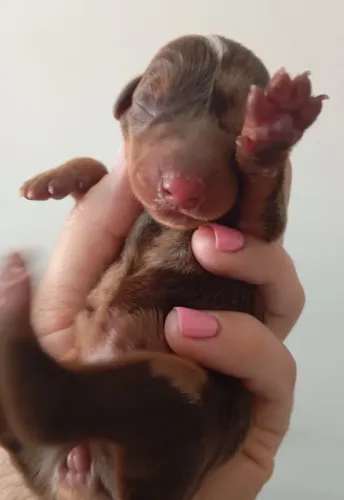filhotes de Daschund, o famoso salsichinha