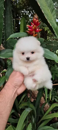 Spitz alemão/lulu da pomerania macho anão