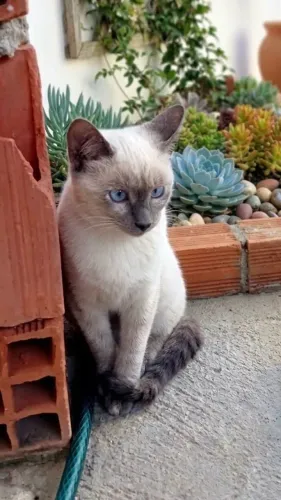 Gatinha dócil