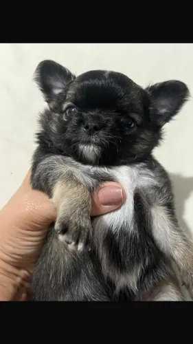 Filhote chihuahua 