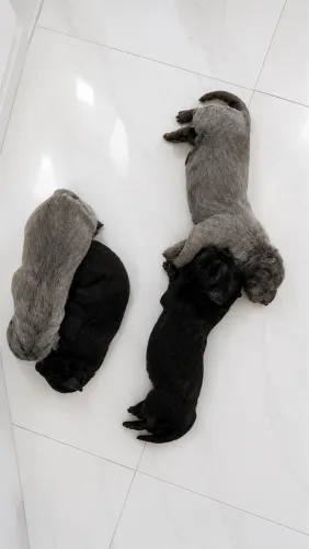 Cane corso