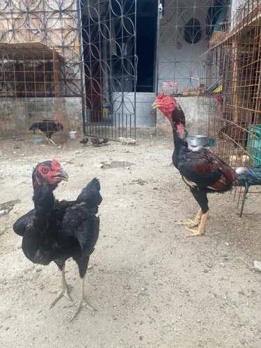 Galo e galinha