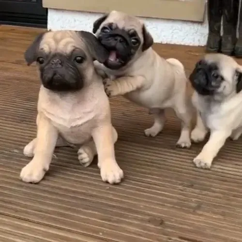Pug - Escalado Para Fazer Parte Da Sua Família
