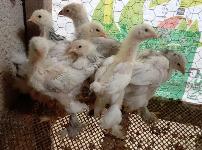 Vende-se pintinho Brahma 