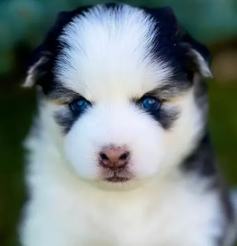 Husky Siberiano Um amigo que transforma o ambiente