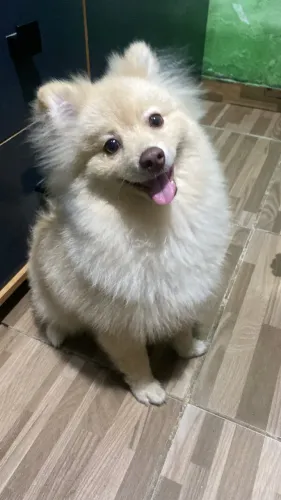 Vende esse lindo pet da raça lulu com 6 meses de vida ou troco em iPhone 