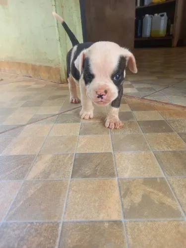 Filhote de boxer 