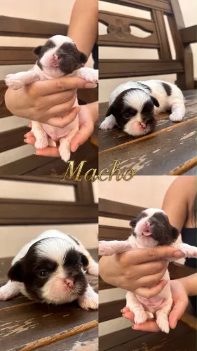 Filhotes de shih tzu