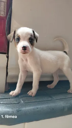 Filhotes de cachorro para doação