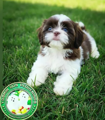 Promoção Lindos Machinhos de Shih Tzu Chocolate de Alto Padrão Perfeitos 