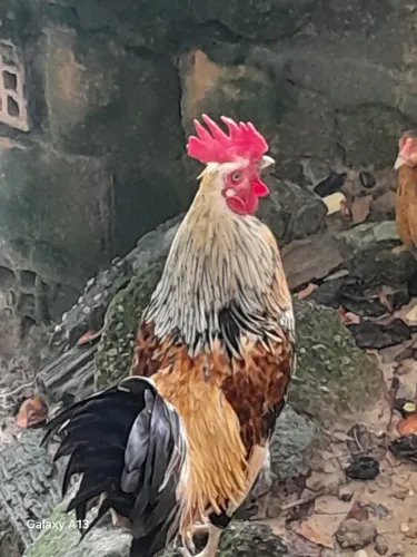 Venda de 2 galos e um pato