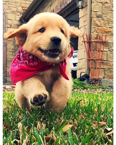 Golden retriever docil e amorosos 
