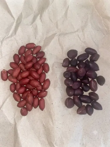 Sementes de amendoim preto criolo