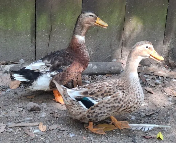 Casal de marreco rouan  (ambos na muda de pena)